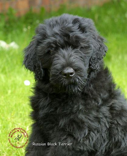 Russian Black Terrier9T091D-030.JPG